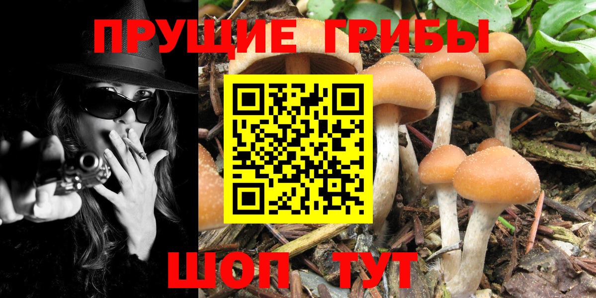 Псилоцибиновые грибы Cubensis Сергиев Посад